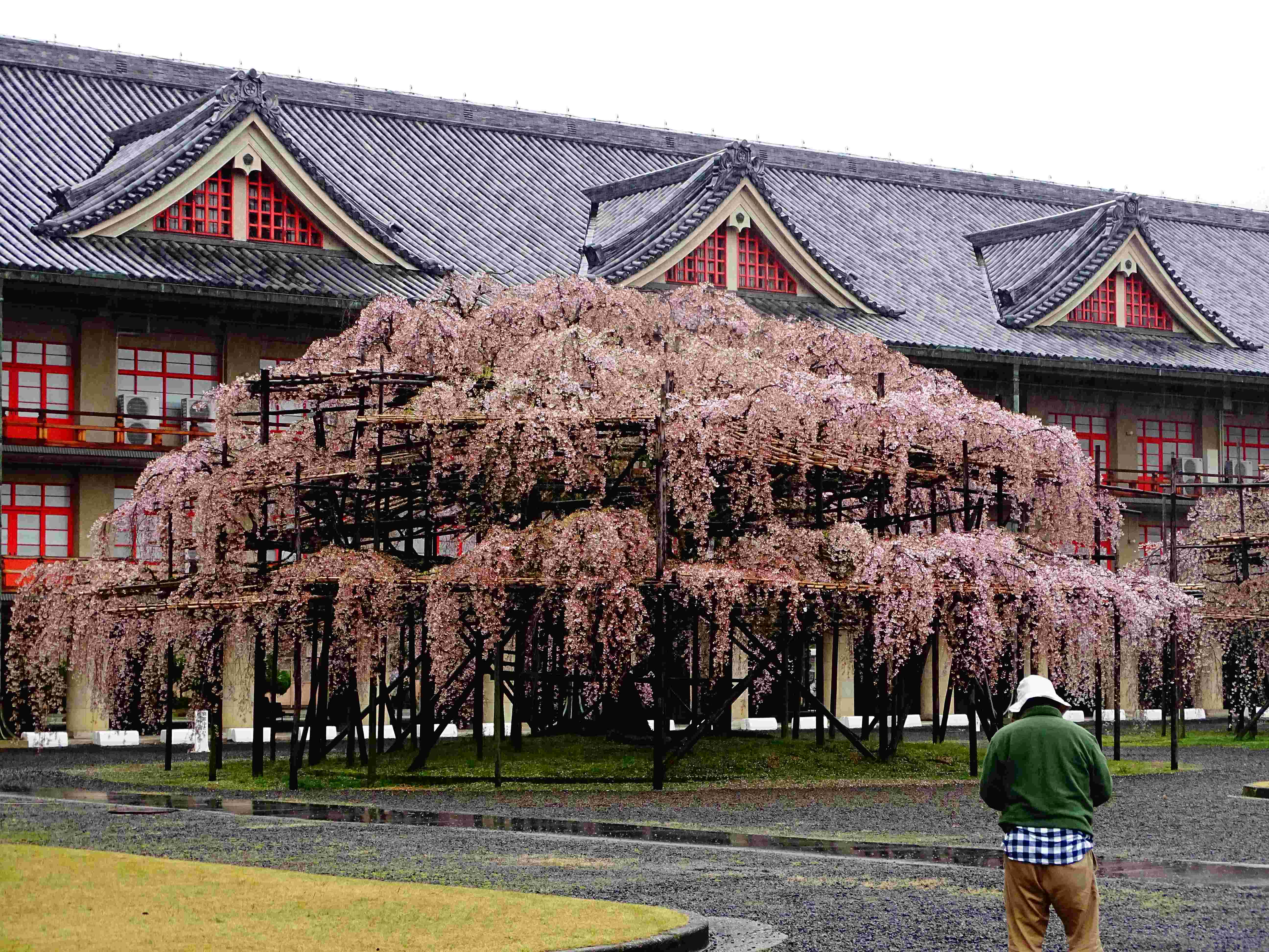 🏛️ 천리교 교회본부 (신전) (텐리쿄 쿄카이혼부 (신덴)) 이미지 7